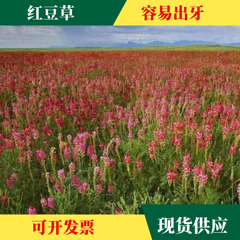 Кормовая Королева Красная Фасоль Семена Травы Высокое Качество Корм Выносливая Кормовая Трава Декоративный Цветок Четыре Сезона Кормовые Семена