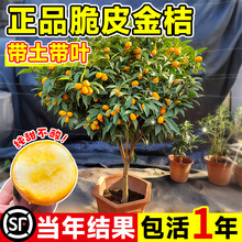 ��Ƥ��ێ����l؛���Ԙ����ļ������ʳ���������Ƥ�����҃ȳ��G