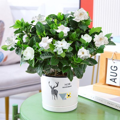 140#싹이 있는 치자나무(엘크 세라믹 화분) + 영양액