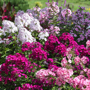 Phlox Seeds Perennial Root Flower Seeds All Year Round Easy to Live Courtyard Outdoor Landscape Flower Seeds Standard