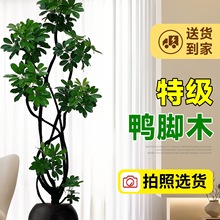 _ľ͏dGֲ߼а˷ֲؔԸ߶˴ϙnľ