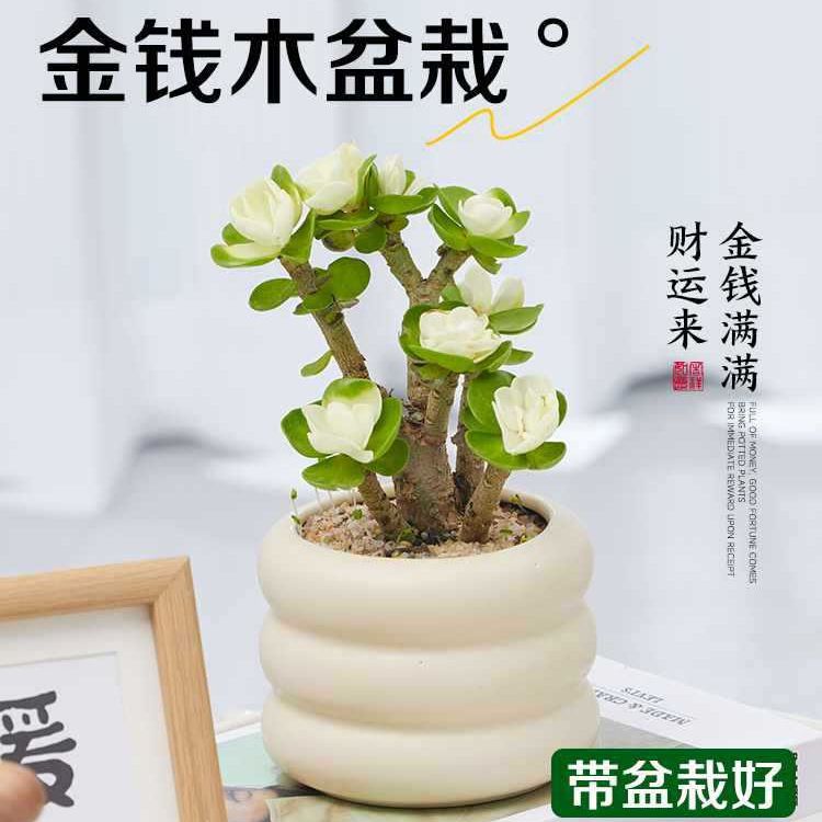 Money Wood Potted Old Pile Succulent Green Plants in the Office Desktop Succulent Plants Are Easy to Maintain in All Seasons Money Wood Potted Old Pile Succulent Green Plants in the Office Desktop Succulent Plants Are Easy to Maintain in All Seasons