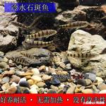好养冷水原生观赏鱼小型淡水溪流石斑光唇鱼鳑鲏鱼群游中底层