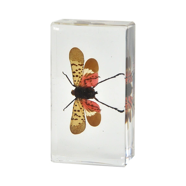 7.3CM Medium Spotted Wax Cicada spreading its wings