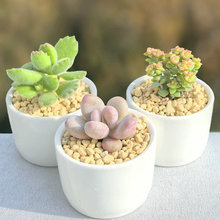 桃蛋多肉熊童子植物小米星盆栽肉钱串花卉红宝石吸财树绿植吉娃娃