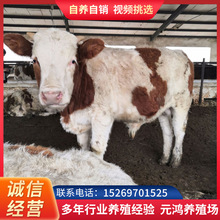 四川西门塔尔200-300斤牛犊价格 遂宁育肥牛犊哪里有卖 改良肉牛
