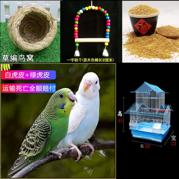 Green skin + white skin + luxury cage + swing + bird's nest + gift bag