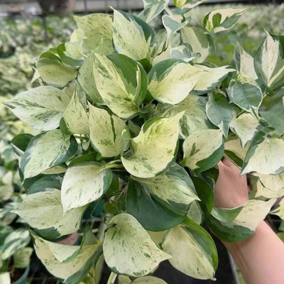 【基地直供】观叶植物小盆栽花卉居家绿植网红2加仑快乐叶子