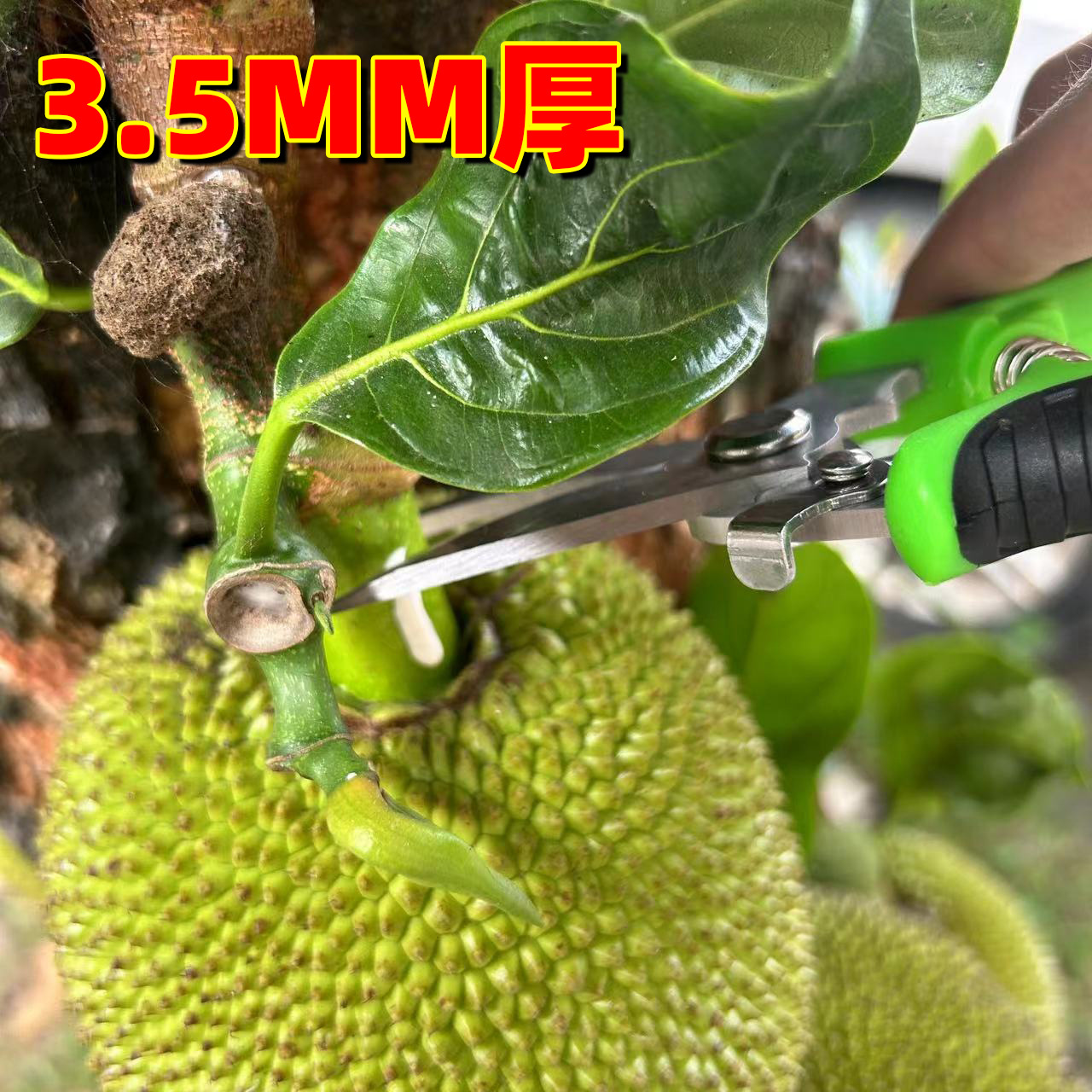 不锈钢树枝剪修枝剪园艺剪刀果园花艺摘果剪园林树枝工具剪花艺剪