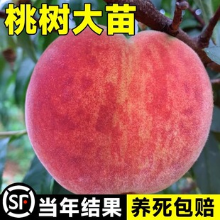 �߮aˮ���ҹ�����綬�����ҹ��޽����ϱ����Nֲ���Թ��䮔�����