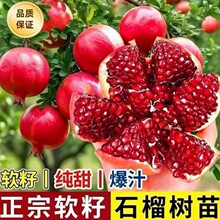 突尼斯软籽石榴树树苗无籽石榴结果树活苗南北方庭院四季种植盆栽