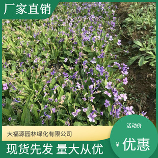 [Base Wholesale] Ornamental Purple Flower Ground Potted Seedlings Park Community Landscape Garden Slope Protection and Greening