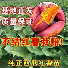 Ó���t����ع��������ϼt������������������������̖�a��ֱ�N