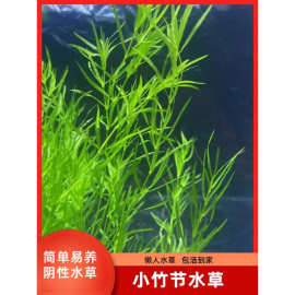 印度小竹节竹节真水水族箱鱼缸造景观赏新手懒人性水繁殖
