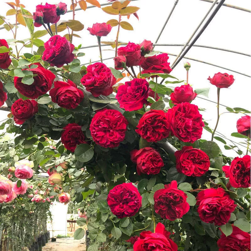 Виноград роза большой цветок ароматный Четыре сезона Цветущая Роза саженца вьющееся растение двор балкон Роза в горшке растение