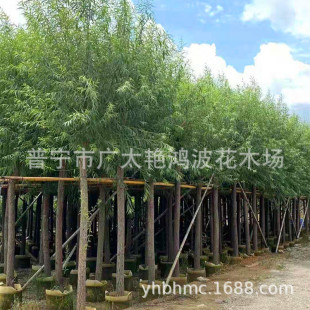 �V�|����S������z������С�^�G�����ڷ�����3-20���ִ�����ľ