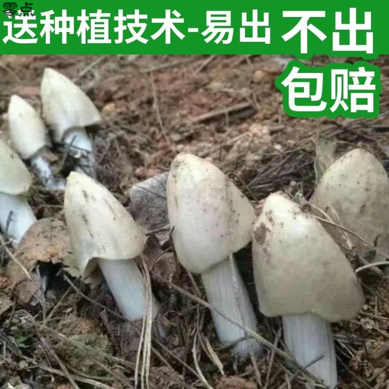雲南アサガオ菌種、家庭で四季折々に栽培、三塔菌種、家庭で栽培されたアサガオ食用菌種、1個から送料無料|undefined