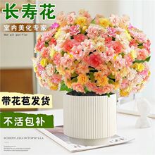 �L�ۻ������ذ�󻨎����������҃����滨�ܾGֲ�ļ����B�_��ֲ��