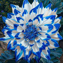 观赏花卉大丽花种子春季花籽四季室外易活四季播种庭院草花种籽子