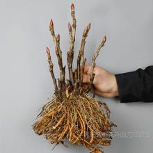 2棵装/牡丹花大苗花卉植物室内花易活好养盆栽阳台庭院牡丹花树苗