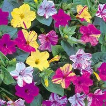 花种籽子紫茉莉种子地雷花夜来香种子阳台盆栽庭院四季播开花不断