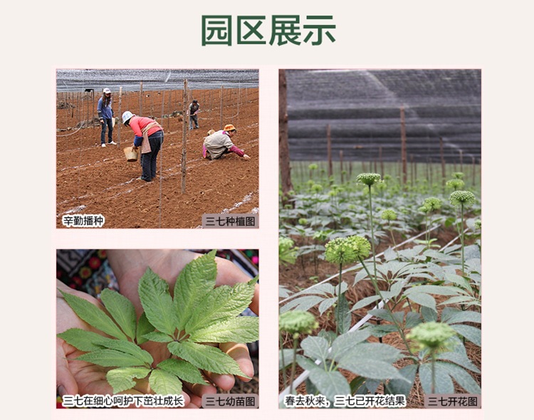 Yunnan Wenshan Sanqi Sliced Notoginseng Tianqi Root Pieces 20 30 Head Dried Cut Slices Can Be Ground to Powder in use