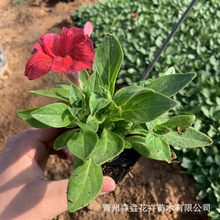 矮牵牛花苗批发 花头大的牵牛景观工程苗 山东青州花卉基地矮牵牛