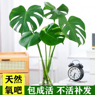 �����������Ϙ��҃Ȼ������՚���~�k���ҳ���Gֲ�����Bˮ��ֲ��