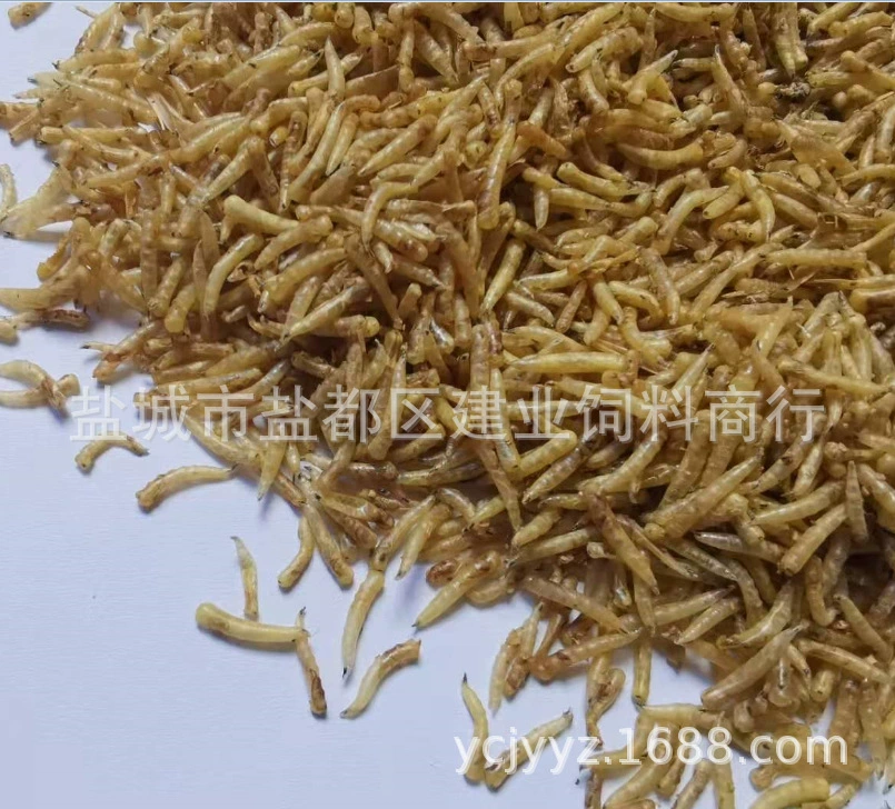 Машиновые отруби выращивают личинки мухи, сухие личинки мухи, микроволновые сушильные личинки, личинки, сухие личинки