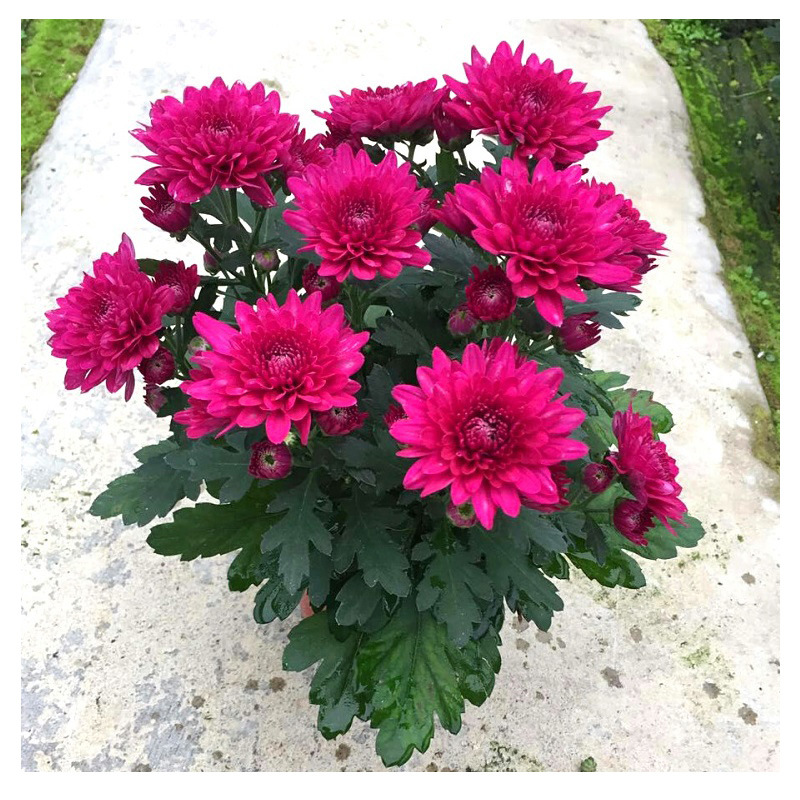 菊花盆栽 千头菊 长寿菊 线菊 国庆菊 秋季 绿植 花卉