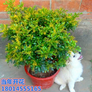 批发米兰花小苗盆栽浓香型树苗室内花卉芳香四季开花南北方米兰苗