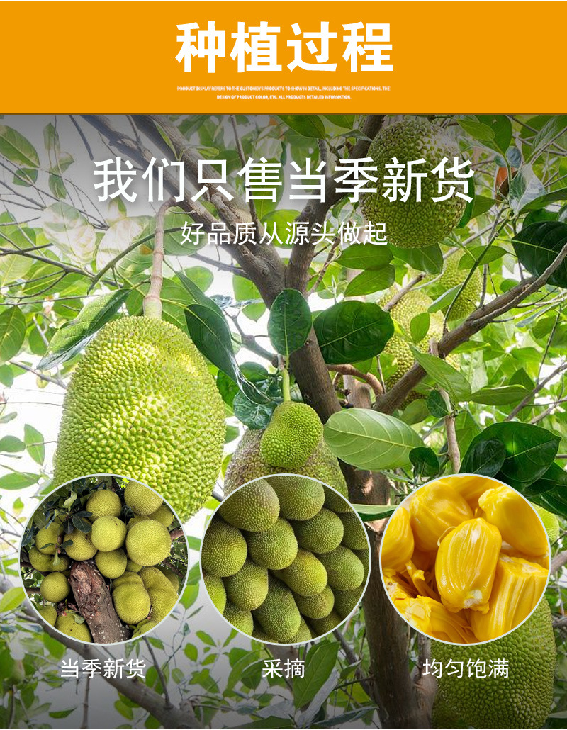 Jackfruit Chips (Artocarpus heterophyllus) — Vacuum-Fried Dried Fruit Snack, 500g Bulk specifications
