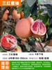[Villa seedlings] Three red honey pomelo (six-year-old seedlings 120-150cm) +111cm (inclusive)-140cm (inclusive)