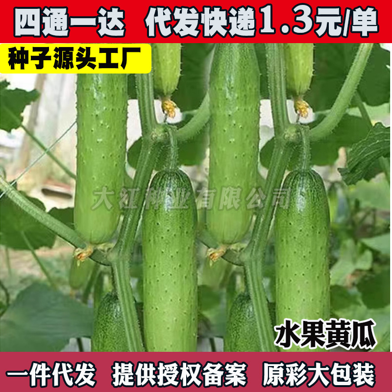 水果黄瓜种子旱黄瓜种籽青瓜籽四季盆栽阳台菜种籽蔬菜种子孑大全