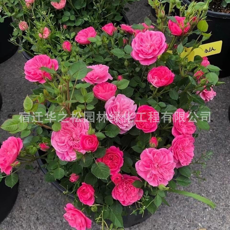 a42d624bd26d6119563e68054eae80