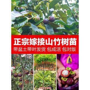 �S��ɽ����玧��ͥԺ���Ե���ˮ��������ϱ����ͺ��ļ��Nֲ�޽�