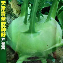青苤兰种子水果苤兰种子球茎甘蓝种籽芥兰头菜春秋季栽培蔬菜种子