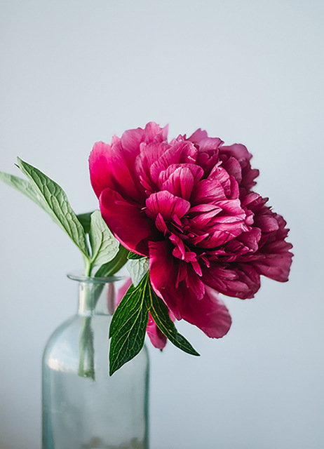 Nordic Poster Plant Peony Flower Canvas Painting Scandinavian Picture Living Room Bedroom Room Decorative Painting Core