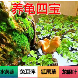 养龟水浮萍水芙蓉狐尾水生植物龟缸鱼池造景调节净化水质