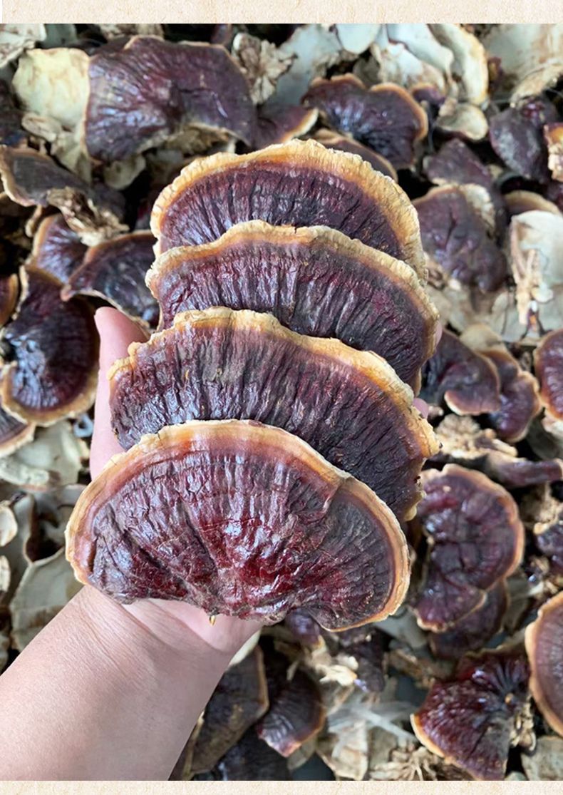 Changbai Mountain Reishi Young Buds Ling Zhi 500g Dried Slices for Soup and Hot Pot key features