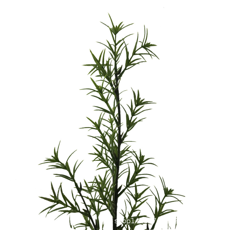 XRB-239迷迭香四叉枝28叶50厘米7.jpg