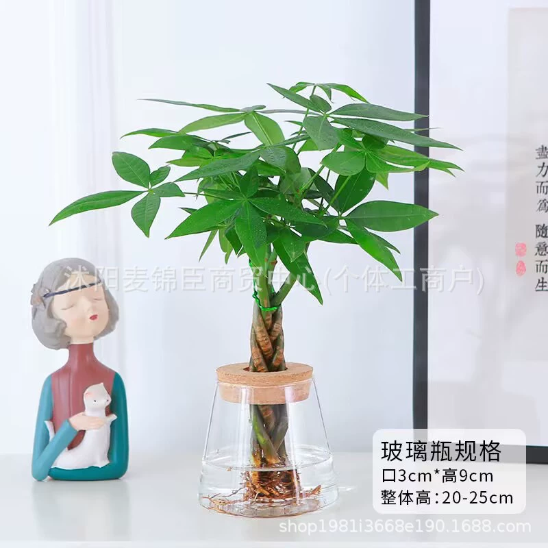 Плетеное денежное дерево в горшке, зеленое растение, комнатный цветок, зеленое растение, офис, легко обслуживать, гостиная, вечнозеленое дерево удачи, бонсай круглый год