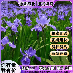 �{ɫ�Sβ���N���ļ����N�_���׻���β���фe�����@�������ͺ�����