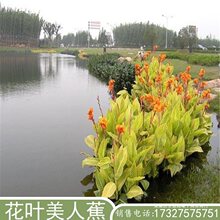 水生植物种植基地黄花菖蒲水培花叶美人蕉庭院浮岛芦苇鸢尾香蒲