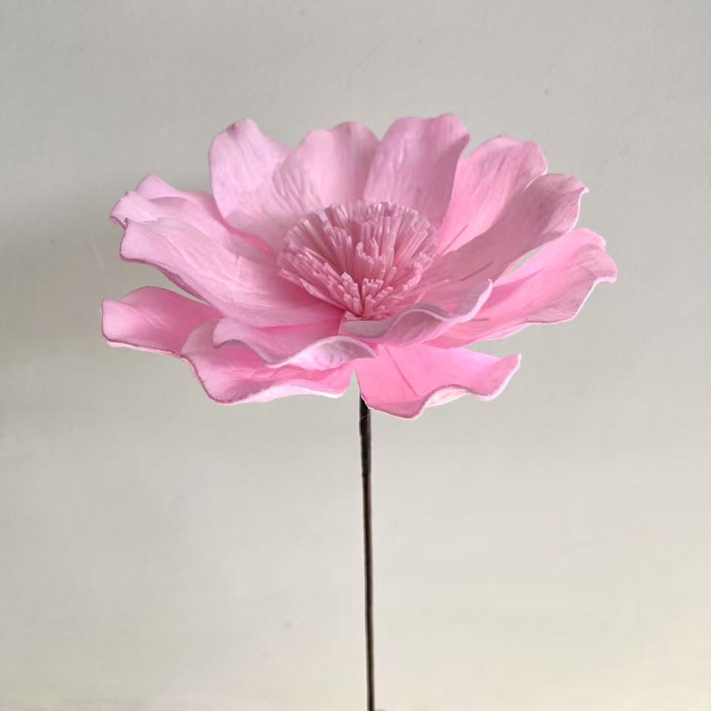 Gran lirio de hierba rosa poco profunda de 15 - 16 cm de diámetro y 60 cm de largo