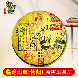 云南茶树王春茶昔归普洱生茶茶饼357g临沧班章普洱茶茶叶厂家批发