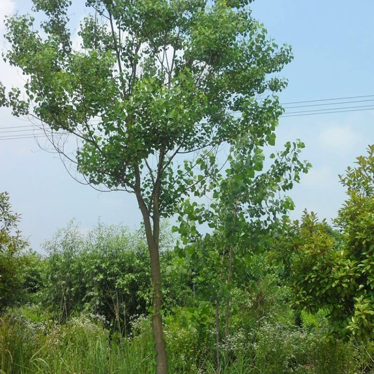 Проект ландшафтного дизайна улицы Cottonwood: высококачественные посадки деревьев Cottonwood, прямые продажи и поставки в различных спецификациях.