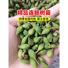 连翘树苗园林高产大果庭院盆地栽果树苗木青翘种苗酸枣南北方种植