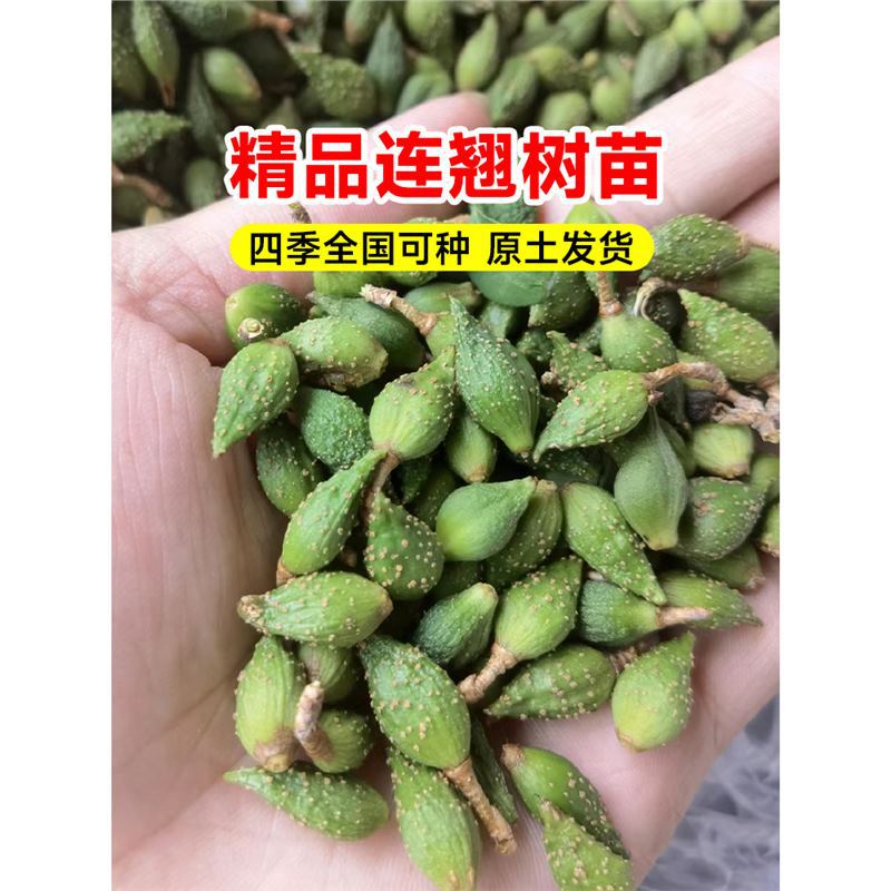 连翘树苗园林高产大果庭院盆地栽果树苗木青翘种苗酸枣南北方种植