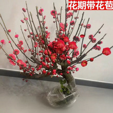 ÷�����Ԙ����Ϙ��辰�̨ͥԺԭ���t÷�󻨝��㻨���ͺ�÷������